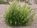 wild mignonette